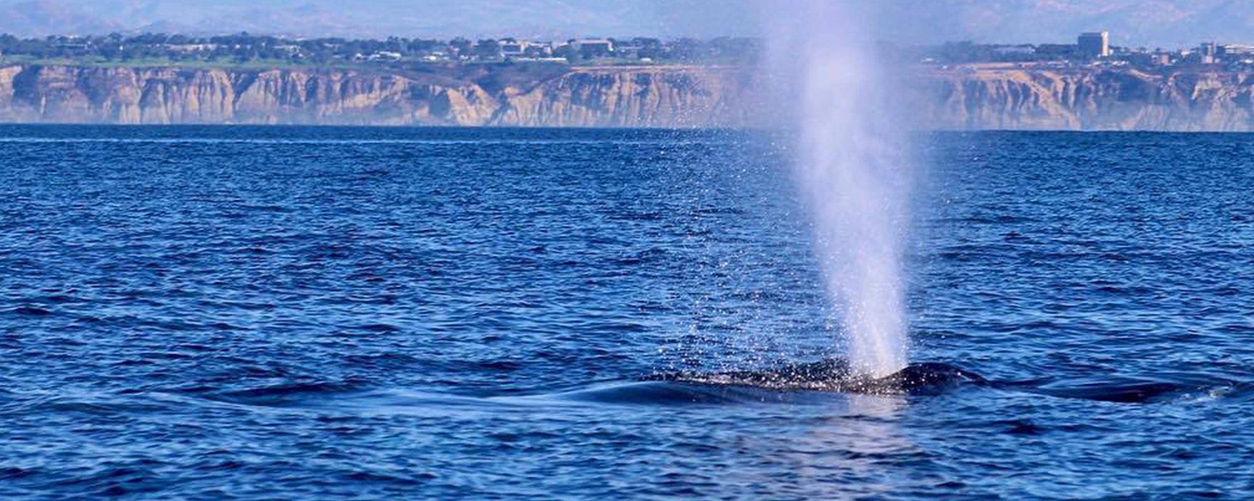 Tours - Everyday California Whale Watching Tours seeing a blow hole from a whale.